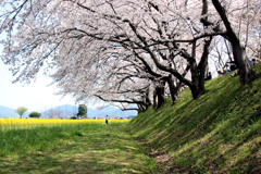 藤原宮跡（３）