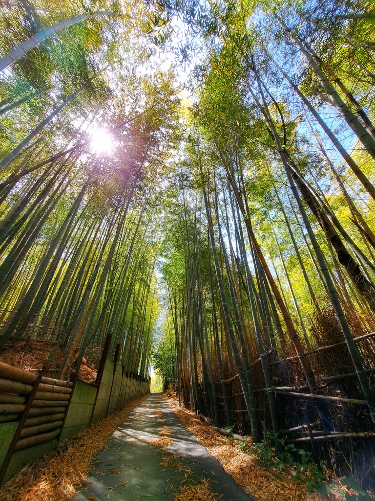 竹林