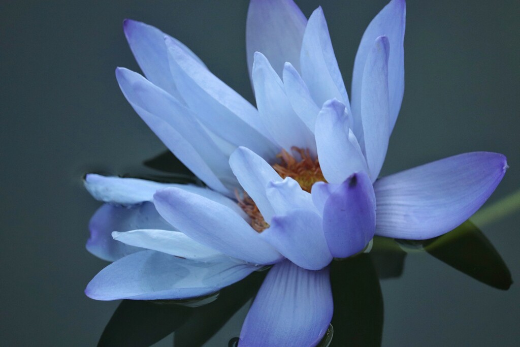 睡蓮