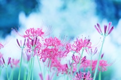 彼岸花　花