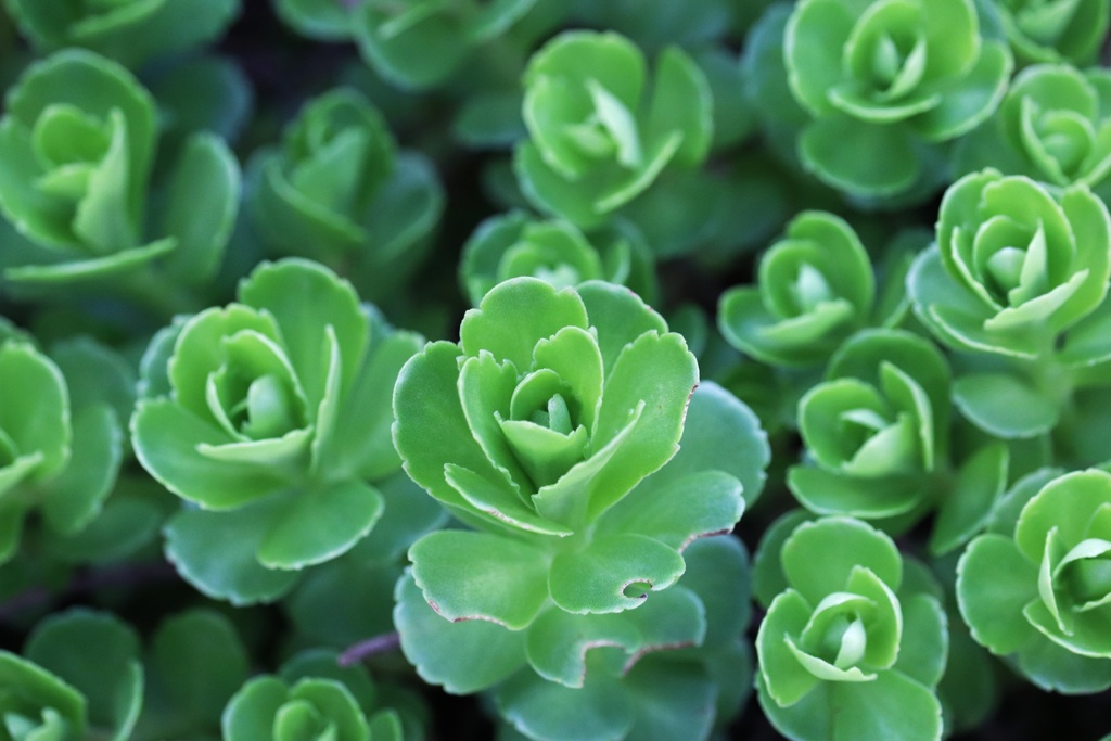 何かの植物