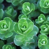 何かの植物