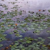 アサザ咲く池