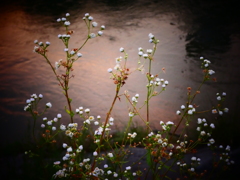 夕暮れの花（２）
