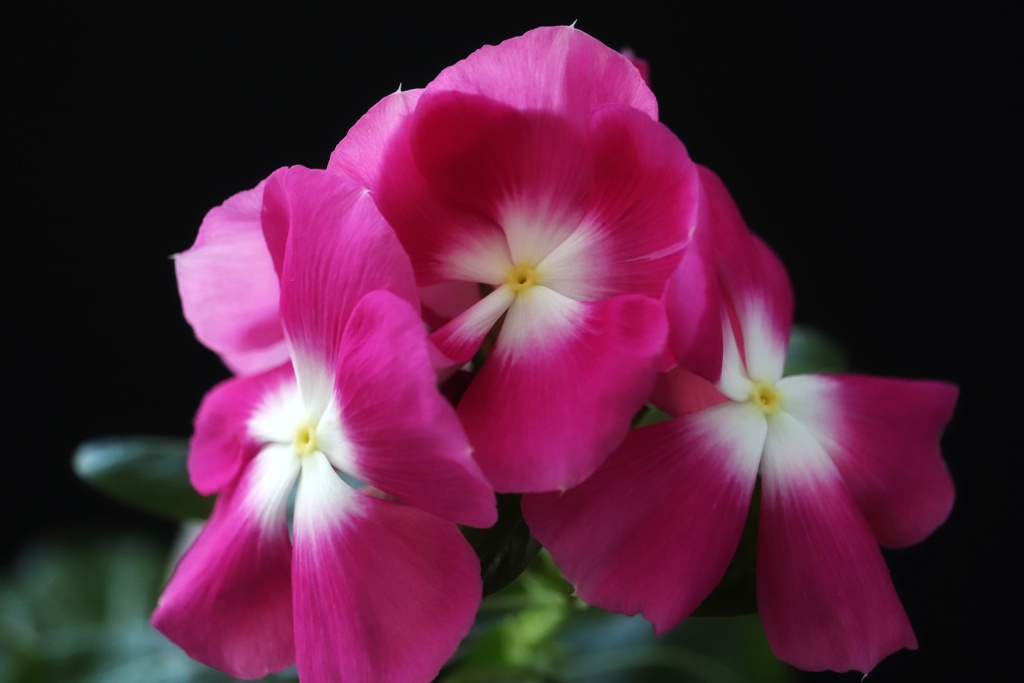 ベランダの花