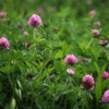 河川敷の花