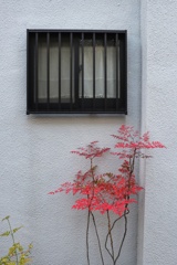 ナンテン