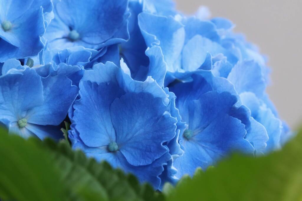 ベランダの花