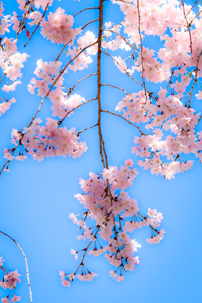 枝垂れ桜