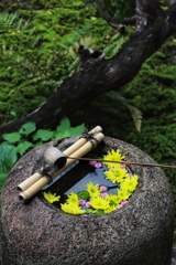 蹲の花