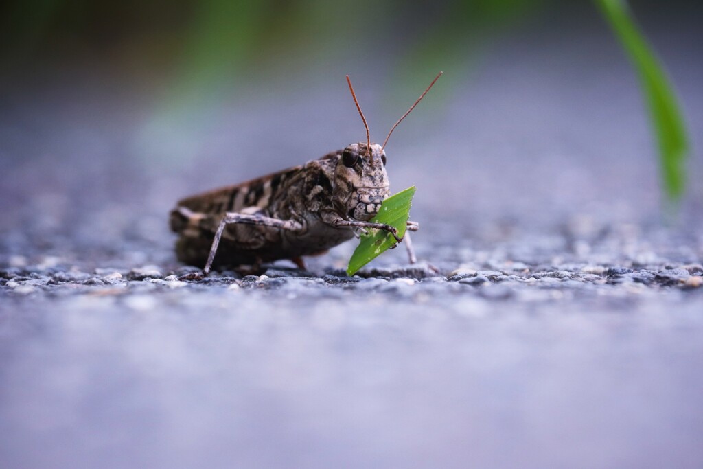 食欲の秋