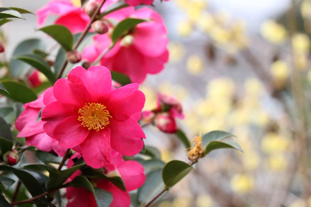近所の花探し（１３）
