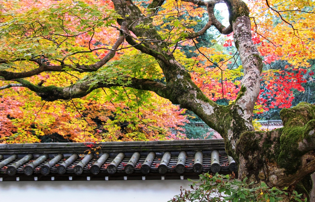 南禅寺の秋