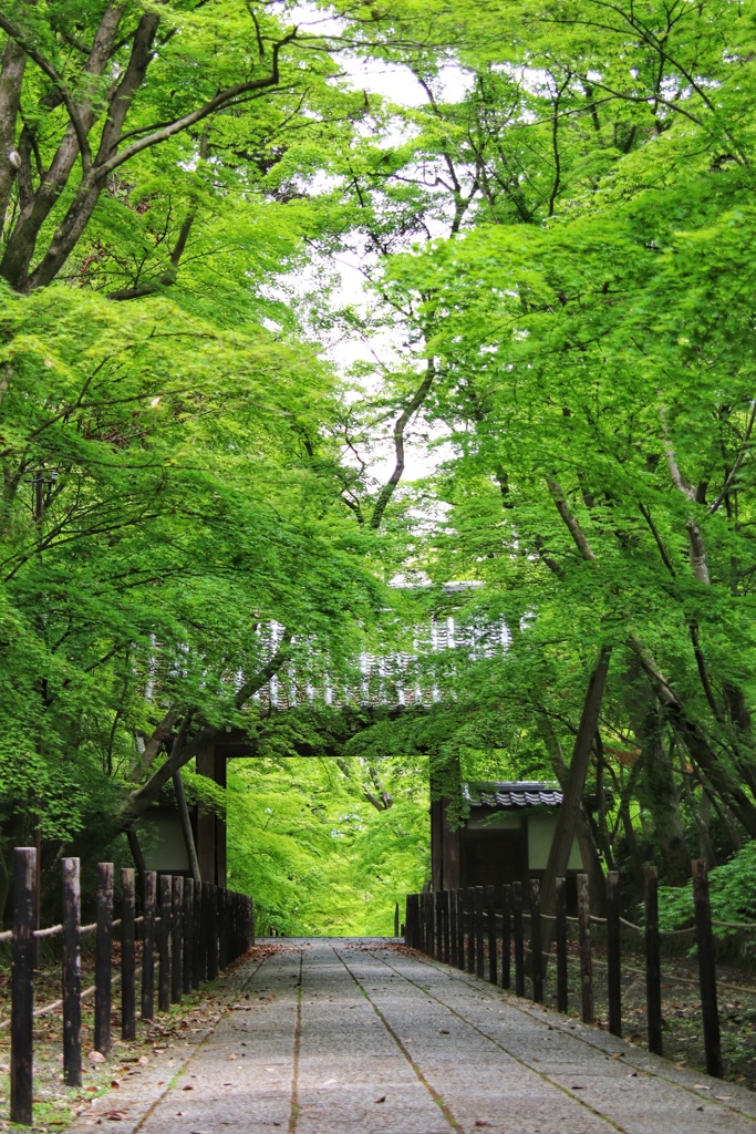 光明寺　薬医門