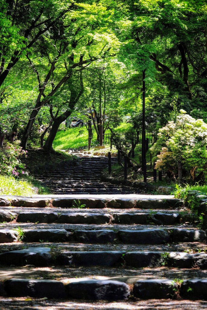 公園の木陰