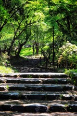 公園の木陰