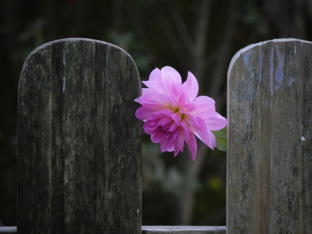 何の花？