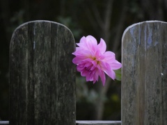 何の花？