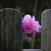 何の花？