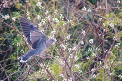 ナンキンハゼに野鳥