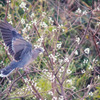 ナンキンハゼに野鳥