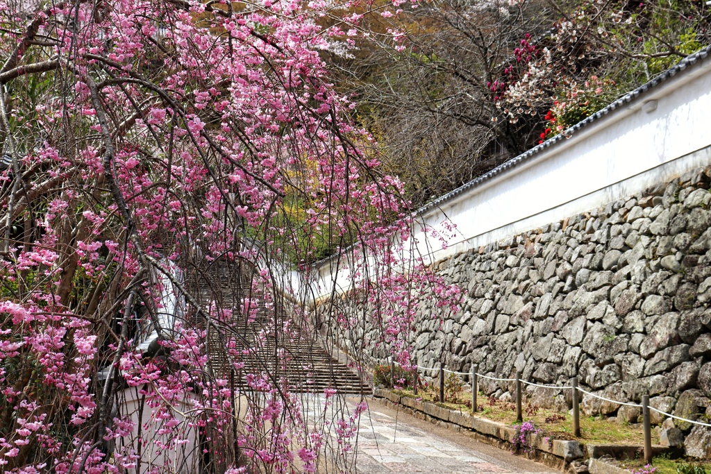 長谷寺の枝垂桜
