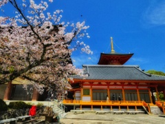 中山寺の春