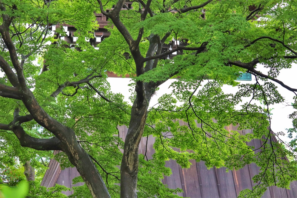 アオモミジ（相国寺）