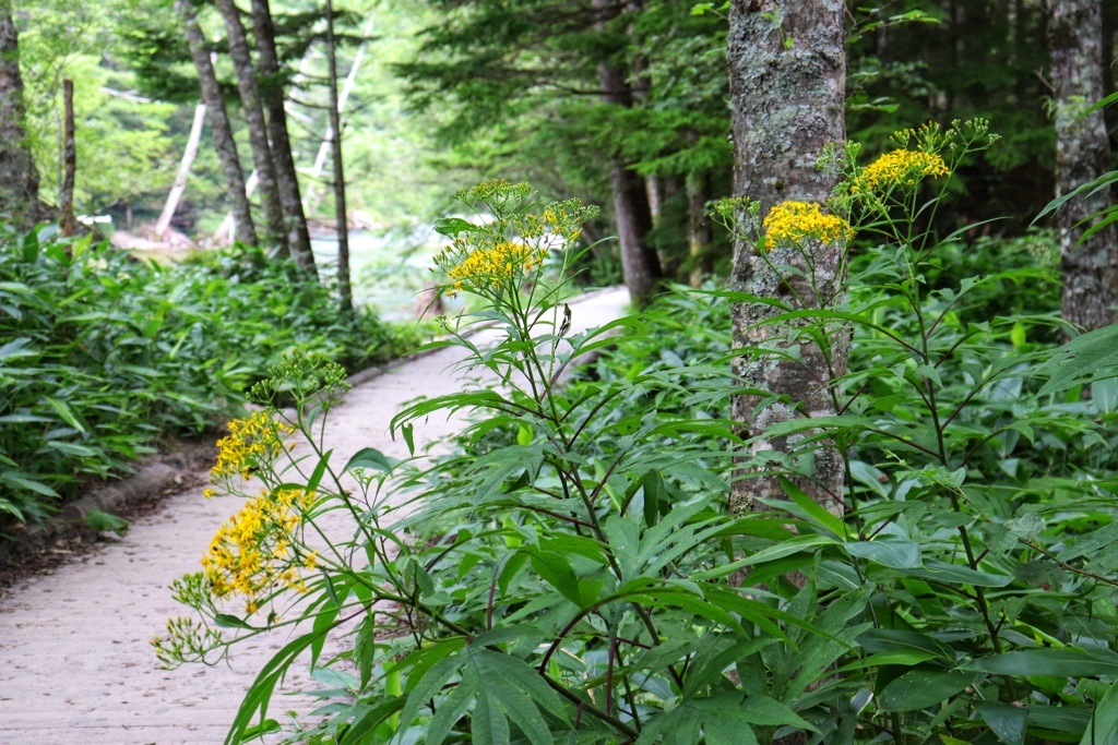 上高地散策路