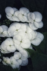 紫陽花 紫陽花