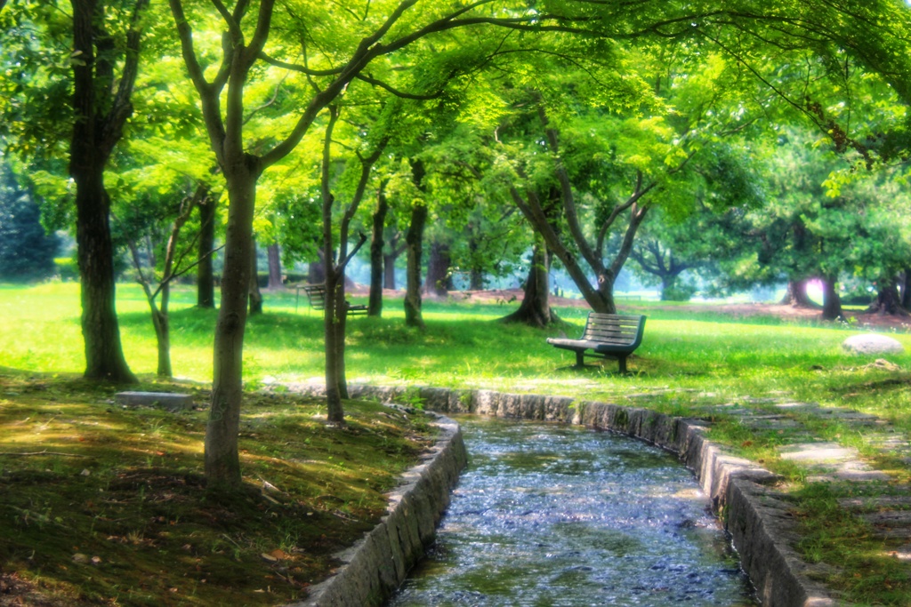 公園の夏