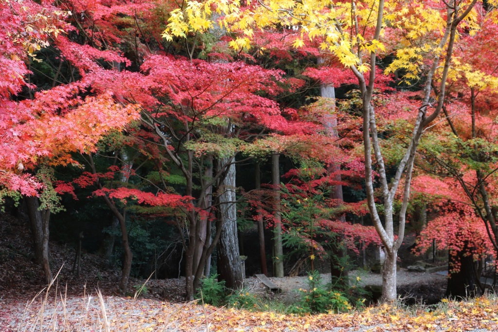 西林時　紅葉