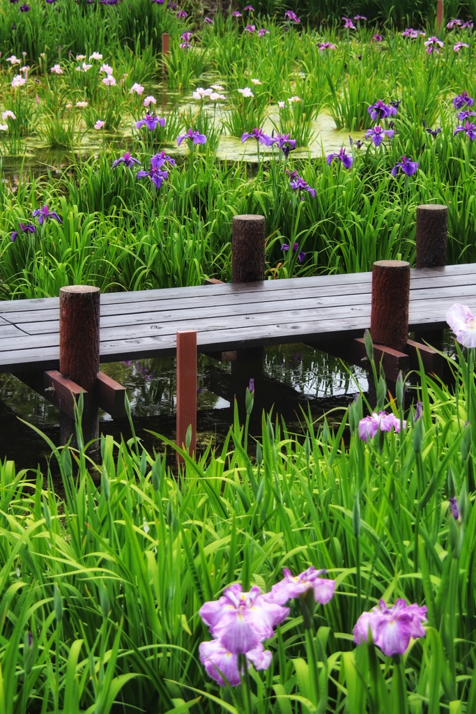 寂しい今年の菖蒲園