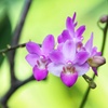 温室の花