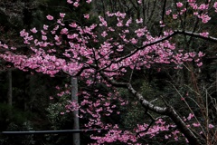 神社の桜