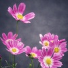 近所の花