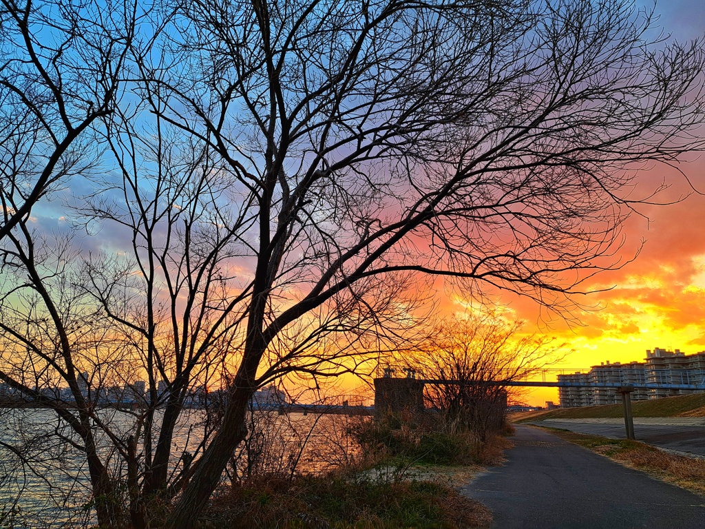 淀川夕景　私の散歩道