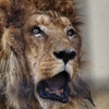 老ライオン