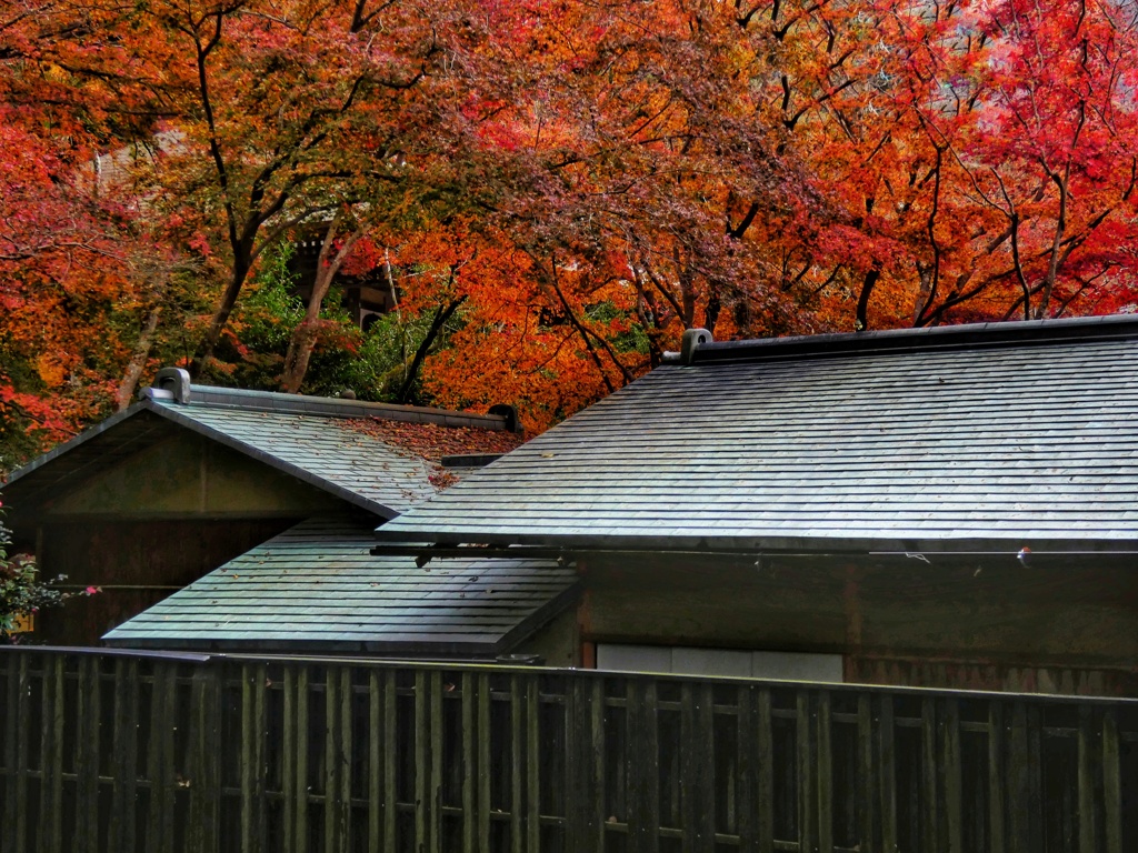 屋根越しの紅葉