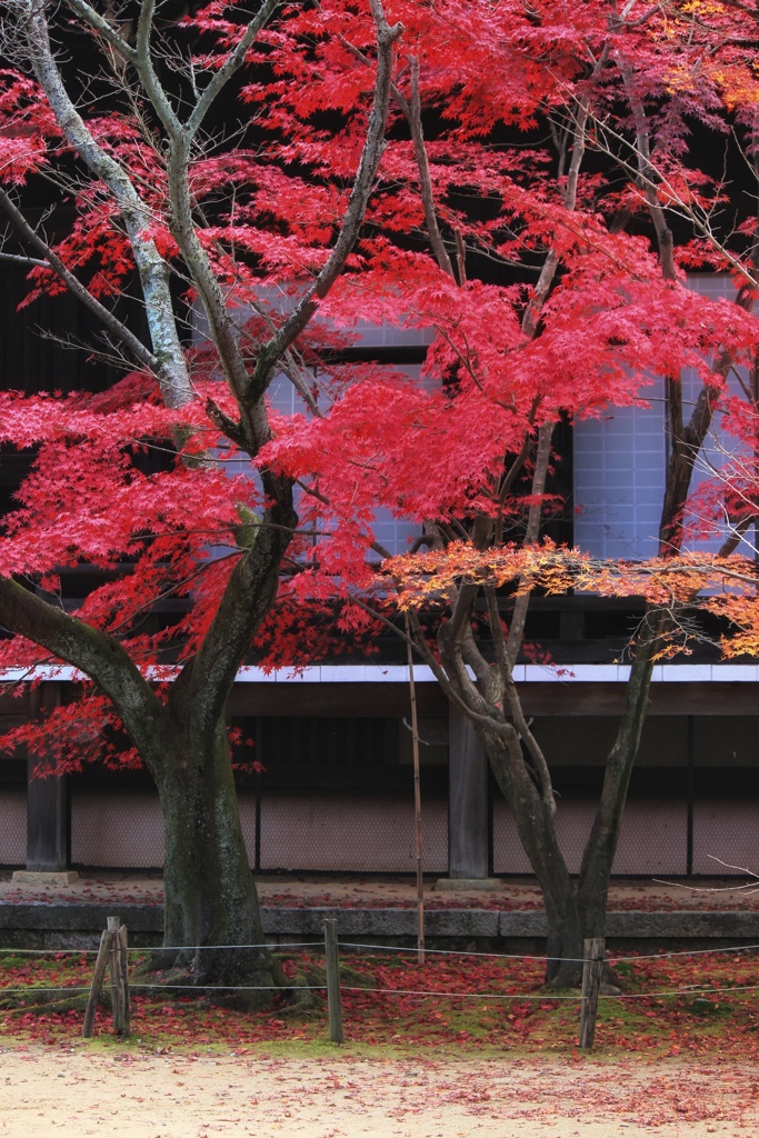 寺院のモミジ
