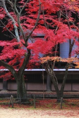 寺院のモミジ