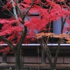 寺院のモミジ