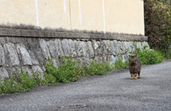 猫が私に「早くそこをどいてくれないかなあ」