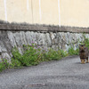 猫が私に「早くそこをどいてくれないかなあ」