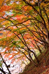 香嵐渓　紅葉