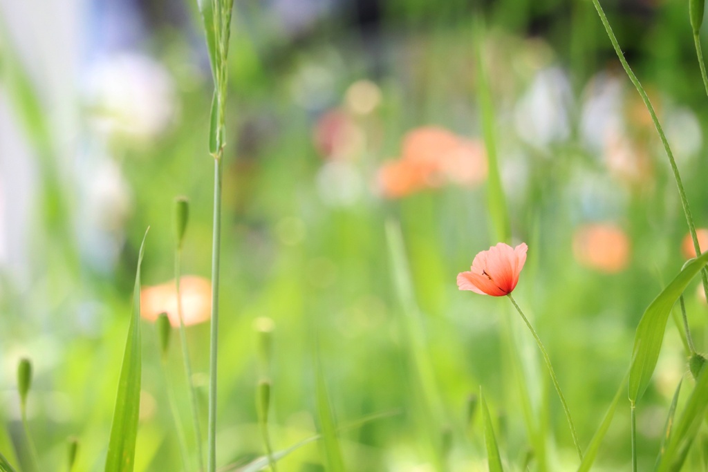 河川敷の花