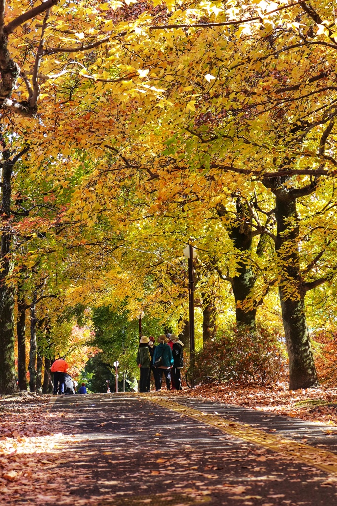 黄葉下の座談会