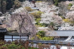 長谷寺