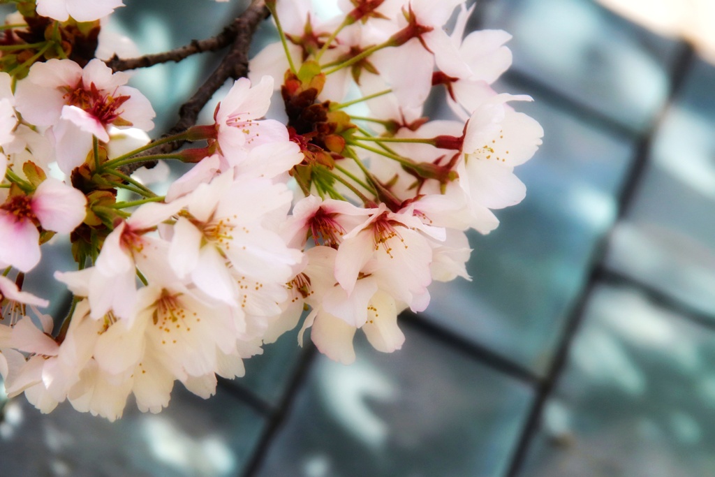 SAKURA