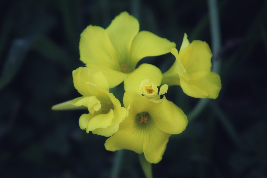 Yellow flower